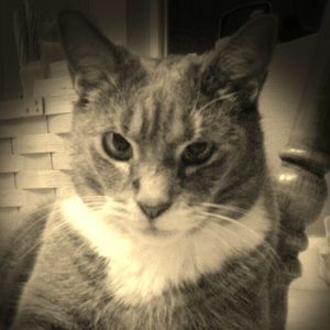 Meet your Posher, Toni